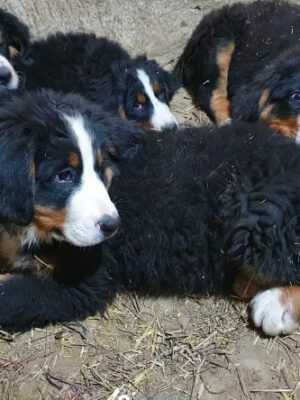 Bernese