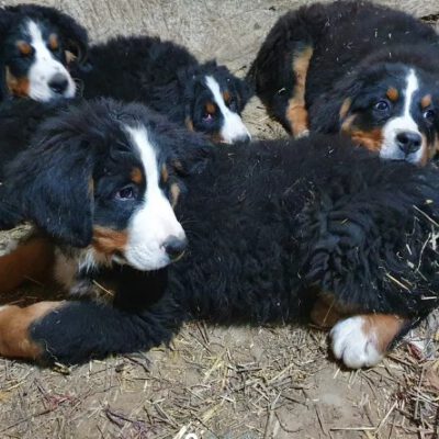 Bernese