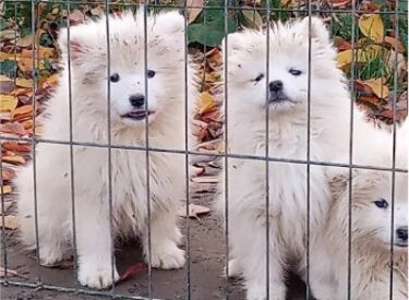 Samoyed